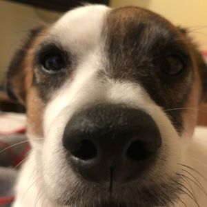 Meet your Posher, Bailey